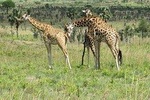 6 Day Uganda Safari in Murchison Falls and Bwindi Impenetrable Park