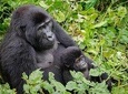 Gorilla Tracking & Batwa Culture Experience