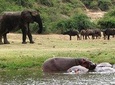 2 Days Safari To Queen Elizabeth National Park with Cruise