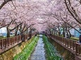The Beauty of the Korea Cherry Blossom Discover 11days 10nights