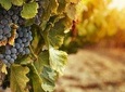 Wine Tour Korcula