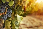 Wine Tour Korcula