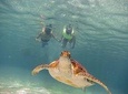 Tortugas & CenoteS snorkel With Turtles Tour