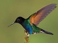 Hummingbird Expedition - PRIVATE TOUR, all included