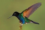 Hummingbird Expedition - PRIVATE TOUR, all included