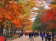 The Beauty of the Korea Fall Foliage Discover 11days 10nights