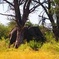 7 Days Livingstone & South Luangwa Tour