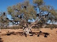 Private day trip from Marrakech to Essaouira and argan factory 