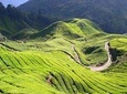 Cameron Highlands Tour from Kuala Lumpur