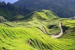 Cameron Highlands Tour from Kuala Lumpur
