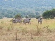 One-day Akagera National Park Game Drive with a Choice 4x4