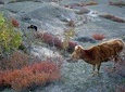 11 days Panorama Panchase Homestay Trek