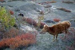 11 days Panorama Panchase Homestay Trek