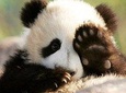 Half Day Chengdu Private Panda Tour