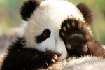 Half Day Chengdu Private Panda Tour