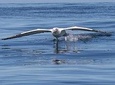 Albatross, Wildlife and Harbour Cruise