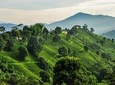 7 days Short Hike & Getaway to Ilam Tea Garden