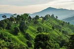7 days Short Hike & Getaway to Ilam Tea Garden