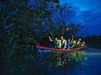 Kuala Selangor Fireflies & KLCC Lake Symphony Tour from Kuala Lumpur