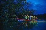 Kuala Selangor Fireflies & KLCC Lake Symphony Tour from Kuala Lumpur