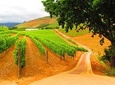 Private Wine Tour In Cape Town 