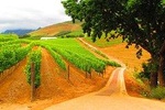 Private Wine Tour In Cape Town 