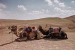 Desert Agafay & Atlas Mountains with Camel Ride Day Trip from Marrakech