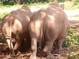 Zziwa Rhino Sanctuary Safari 