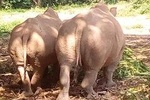 Zziwa Rhino Sanctuary Safari 