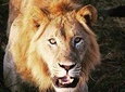 Custom Day trip for Akagera game Drive in Akagera national park