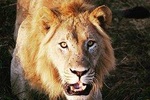 Custom Day trip for Akagera game Drive in Akagera national park