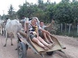Ox Cart Ride of Rural Cambodia