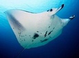 2 Morning Dives for certified divers