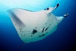 2 Morning Dives for certified divers