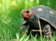Corsica A Cupulatta Turtle Park Skip the Line Admission Ticket