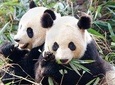 3 Days Highlight Chengdu & Xian Tour by Bullet Train