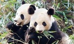 3 Days Highlight Chengdu & Xian Tour by Bullet Train