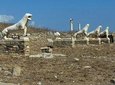 Delos Tour from Mykonos