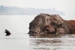 2 Days Akagera National Park Wildlife Safari