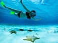 Roatan North Side Mangroves, Starfish, Shipwreck Snorkeling & Transportation