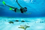 Roatan North Side Mangroves, Starfish, Shipwreck Snorkeling & Transportation