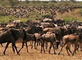 Eight Days: Tarangire-manyara-ngorongoro-serengeti (classic)