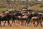Eight Days: Tarangire-manyara-ngorongoro-serengeti (classic)