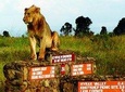 Nairobi National Park half day Excursion using tour van