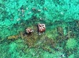 Roatan 3 Stop Snorkeling Adventure, Shipwreck, Starfish & Blue Channel