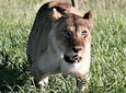 Ten Days: Tarangire-manyara-ngorongor0-serengeti (classic)