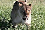 Ten Days: Tarangire-manyara-ngorongor0-serengeti (classic)