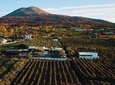 Organic Wine Tasting with Lunch on Vesuvius close Pompeii