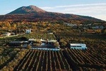 Organic Wine Tasting with Lunch on Vesuvius close Pompeii