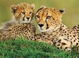 6 Days Kenya Allround Safari